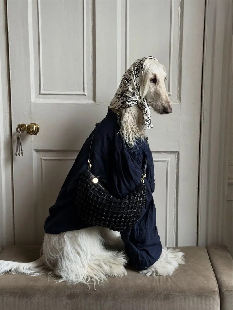 عکس سگ سامانتا اینفلوئنسر عکس سگ سامانتا اینفلوئنسر