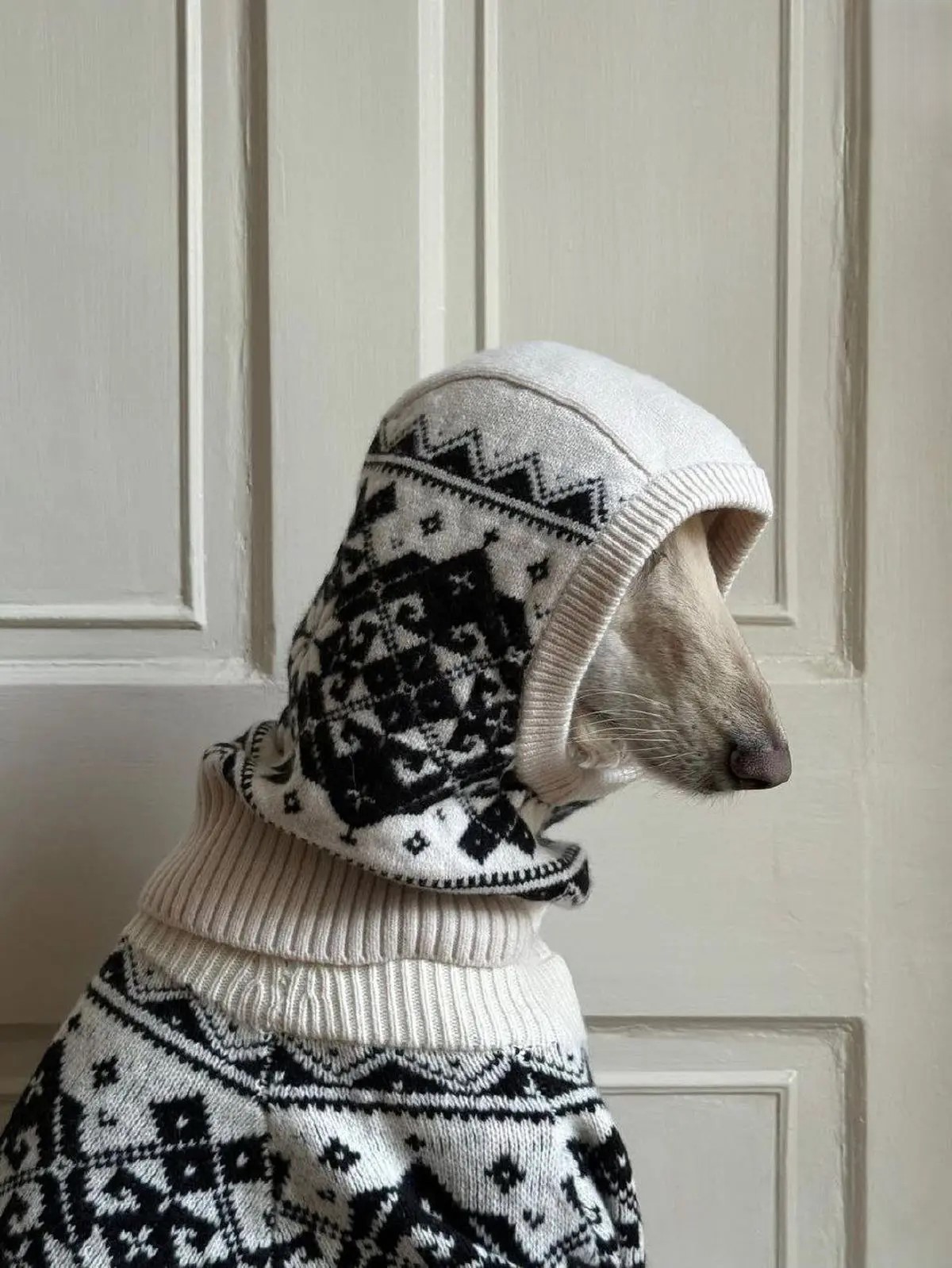 عکس جذاب سگ سامانتا عکس جذاب سگ سامانتا