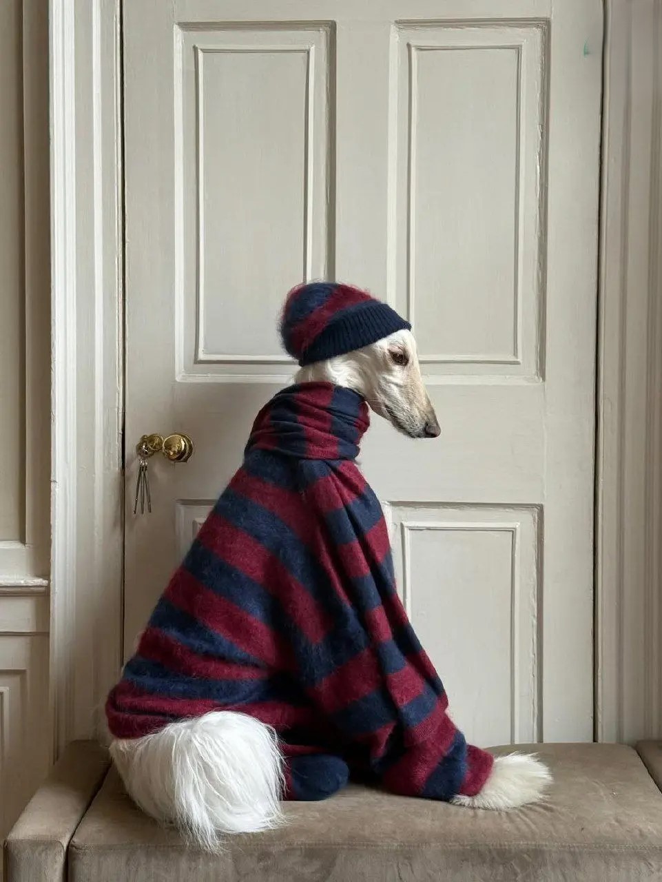 عکس سگ سامانتا عکس سگ سامانتا