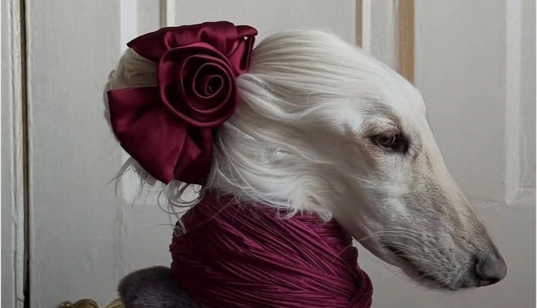 عکس سامانتا سگ عکس سامانتا سگ